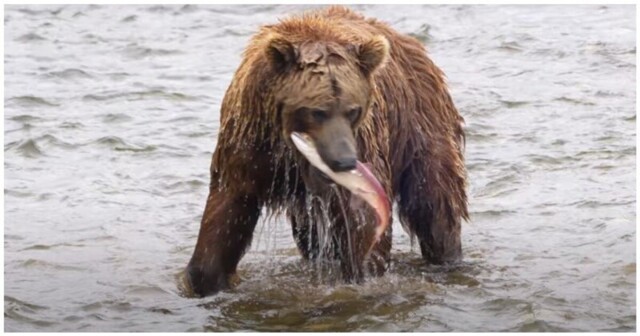 Медведь пронесся мимо фотографов во время погони за рыбой