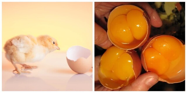Двое из яйца одинаковы с лица: какова вероятность выведения цыплят-близнецов?