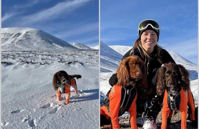 Британки, которая покоряет шотландские горы со своими собаками