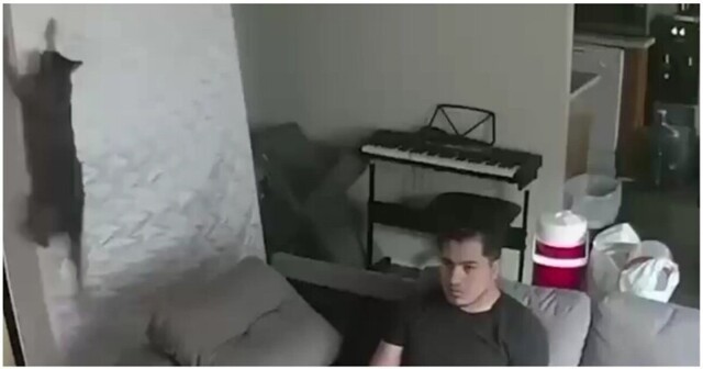 Спланированное покушение на хозяина