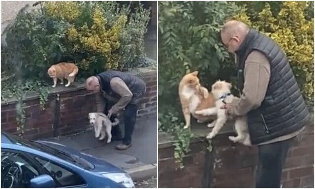 Неловкий момент:  попытка хозяина познакомить пса с котом