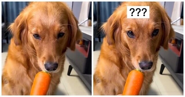 "Я не кролик": пёс провалил тест на скрытого вегетарианца