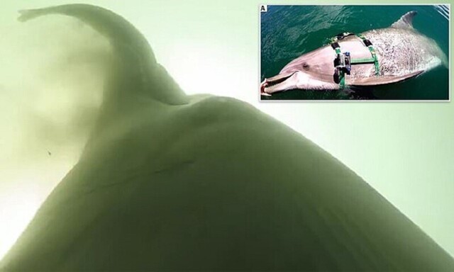 Ученые изучили рацион боевых дельфинов с помощью GoPro