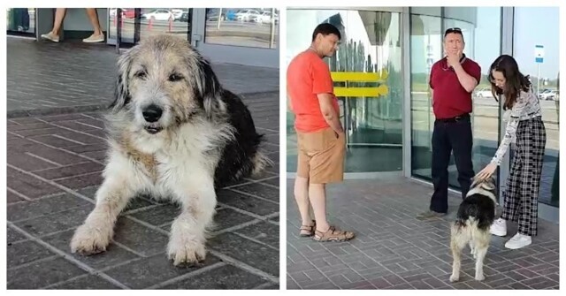 «Его невозможно не любить»: в Челябинске мужчина не захотел платить за провоз животного и бросил собаку в аэропорту