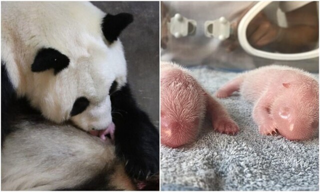 Милота дня: в Китае панда родила близнецов
