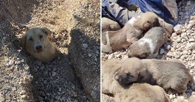 Турок спас собаку и семеро ее щенят, погребенных под оползнем
