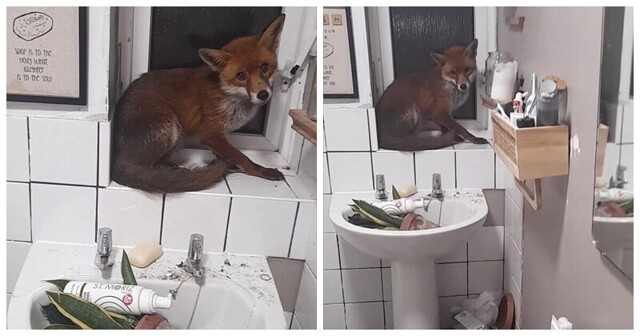 В Великобритании лиса пробралась в дом и устроила разгром в ванной