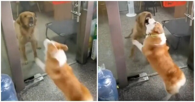 Собаки враждуют друг с другом, только когда закрыта дверь