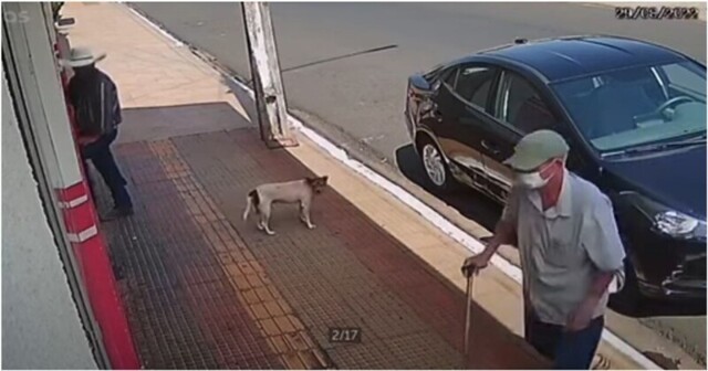 Уличный пёс стащил жареного цыпленка из припаркованного автомобиля