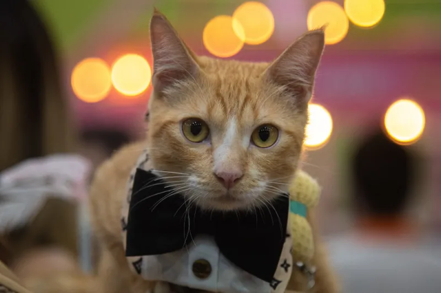 В Таиланде прошла выставка рыжих котов