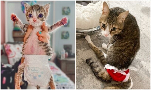 Пара спасла кошечку с параличом лапок - и подарила ей новую жизнь