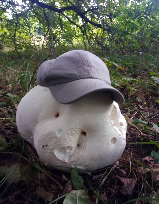 Нашел грибы больше головы