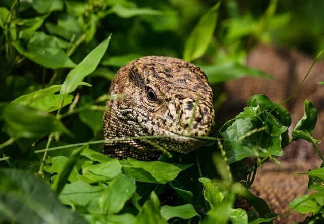 Зверские фото