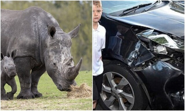В сафари-парке носороги ударили машину семьи с детьми