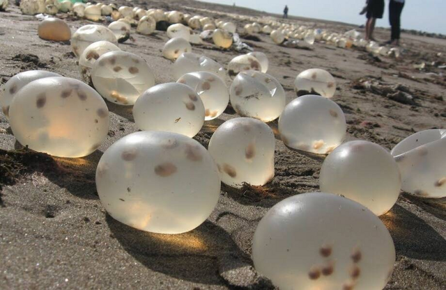 Аделомелон бразильский: тысячи «водяных бомбочек» выбрасывает на побережья