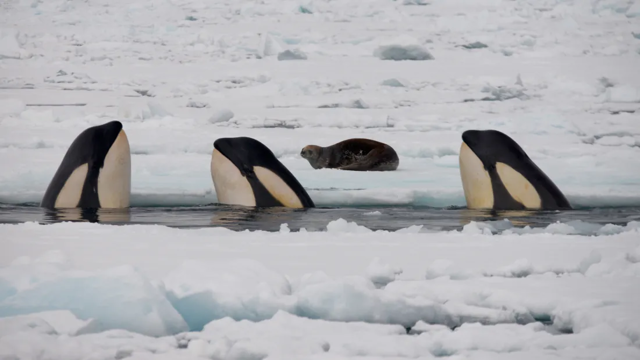 Косатки выбрали интересную тактику для поимки спрятавшегося на льдине тюленя