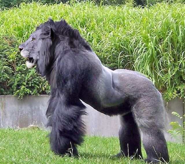 Львино-горило