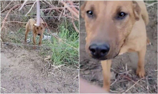Люди заметили в лесу бродячую перепуганную собаку