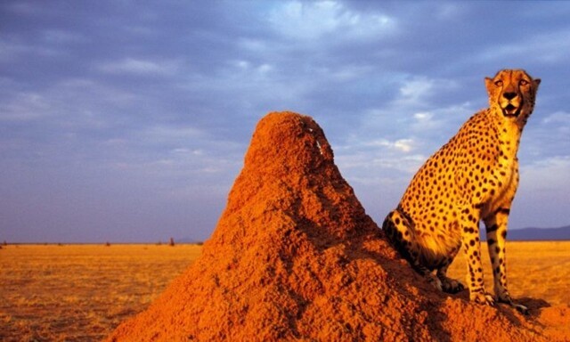 В Индию из Намибии вернулись «вымершие» гепарды