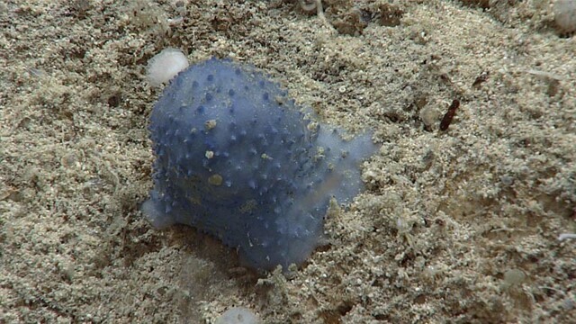 Таинственная «голубая слизь» на дне моря поставила ученых в тупик