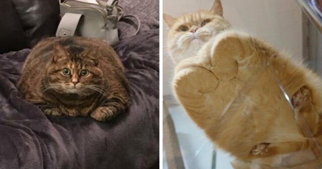 20 милых фотографий, на которых коты похожи на буханки хлеба