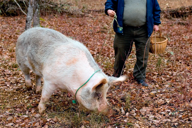 Трюфели — самые дорогие в мире грибы и почему их ищут свиньи?