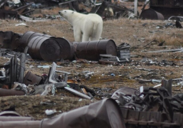 Медвежий патруль села Биллингс почти ежедневно отгоняет белых медведей