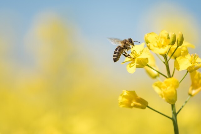 Пчёлы-одиночки: как в природе живут пчелы без колоний и ульев