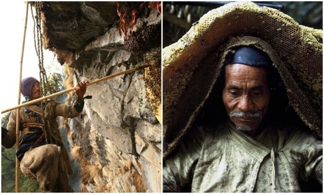 Как работают охотники за диким мёдом в Непале