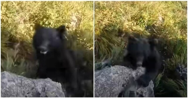 Медведь атаковал скалолаза в Японии