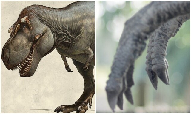 Почему у тираннозавров были такие маленькие лапки