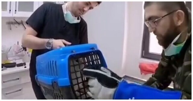 Боевая кошка против сотрудника ветеринарной клиники