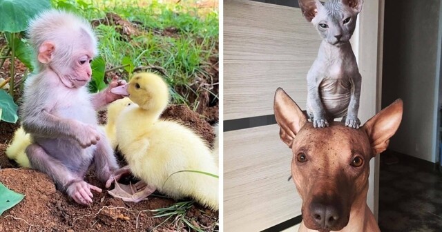 18 случаев, когда животные нашли себе друзей, которые совсем не похожи на них