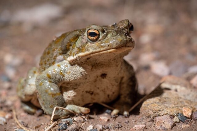 Оставьте их в покое: ученые попросили гостей нацпарков перестать облизывать жаб