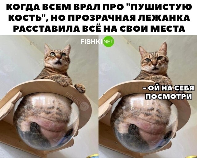 Слишком пушистая кость