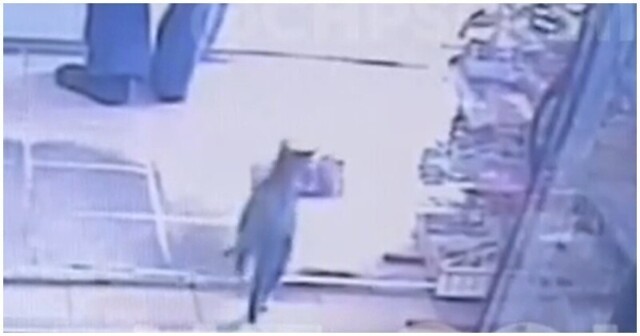 В Сочи хитрая кошка стащила упаковку корма из магазина