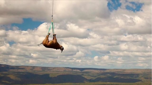 Для чего в Африке подвешивают носорогов за ноги и катают на вертолете