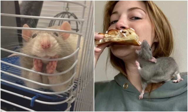 30 фото с домашними крысами, которые доказывают, что они - милейшие питомцы