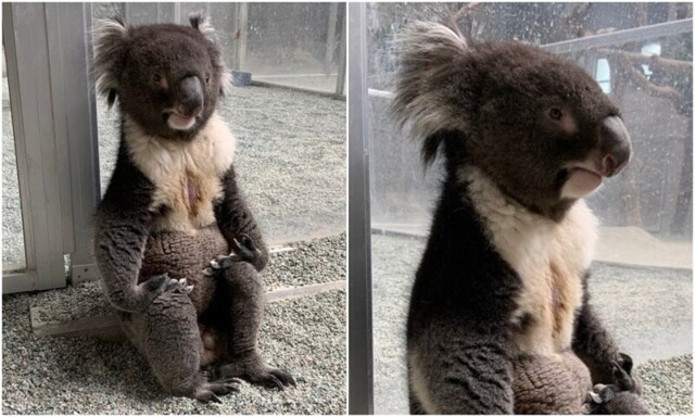 "В чём смысл жизни?": в зоопарке засняли коалу, которая задумалась о высоком