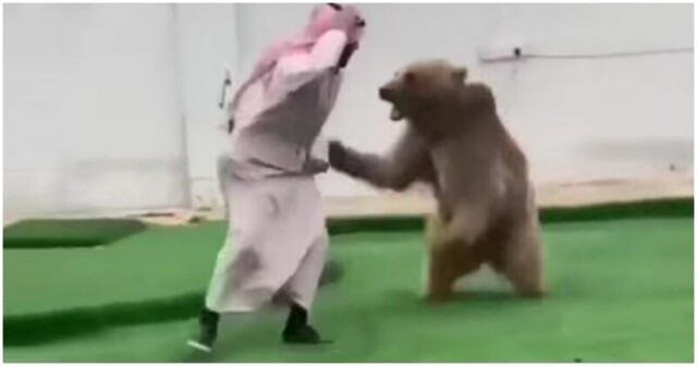 Араб играет в догонялки с медведем