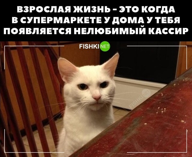 Взрослая жизнь