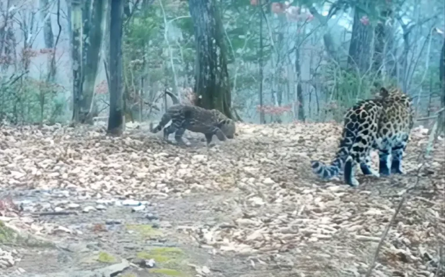 Туристы обнаружили нового котенка леопарда на Дальнем востоке