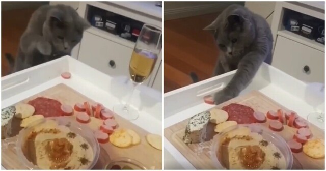 Тщетные попытки кота украсть кусок колбасы