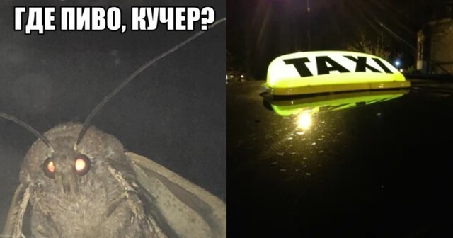 "Верни пиво, кучер!": водителя "Яндекс-такси" уволили из-за отказа возвращать забытый клиенткой алкоголь