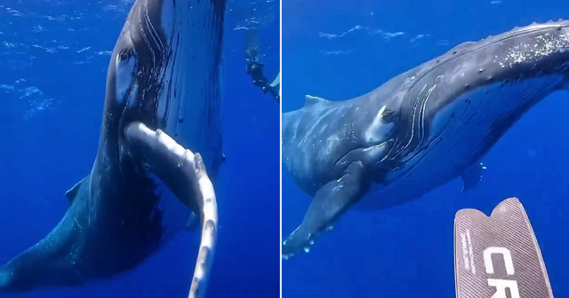 Дайверы столкнулись лицом к лицу с гигантским горбатым китом и запечатлели встречу на видео