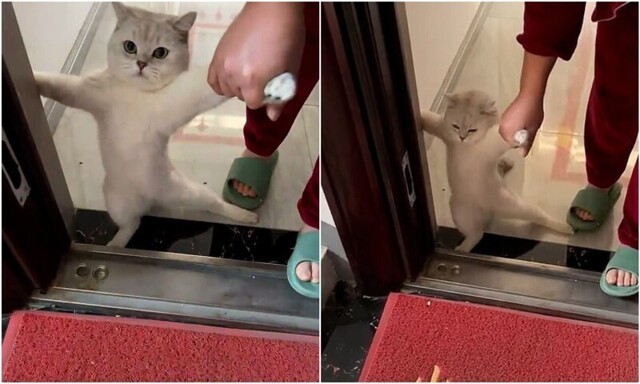 "Ты меня не заставишь": кошка не хочет выходить на улицу из-за холода