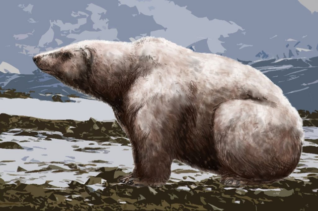 Гигантский белый медведь:  в 1.5 раза больше современного белого медведя