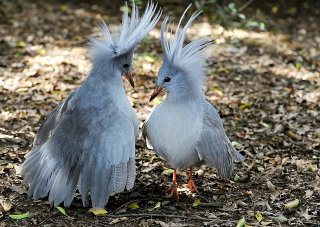 Кагу: Птица, у которой нет родственников среди других птиц. Вообще. Даже дальних родственников нет