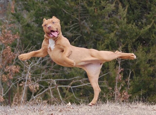 Невероятно забавные фотографии животных-спортсменов