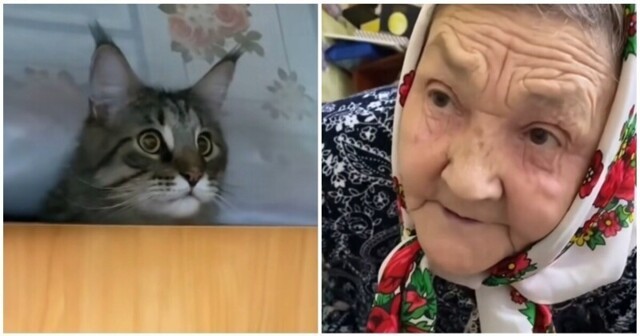 Татарская бабушка впервые увидела мейн-куна